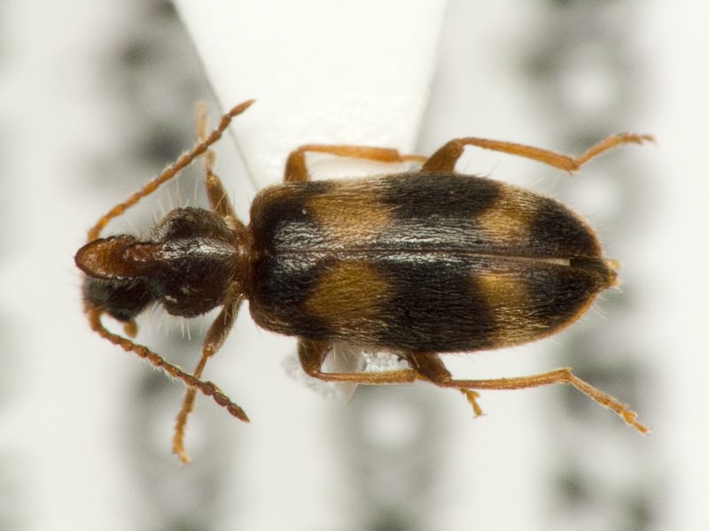 Notoxus trifasciatus Rossi, 1792